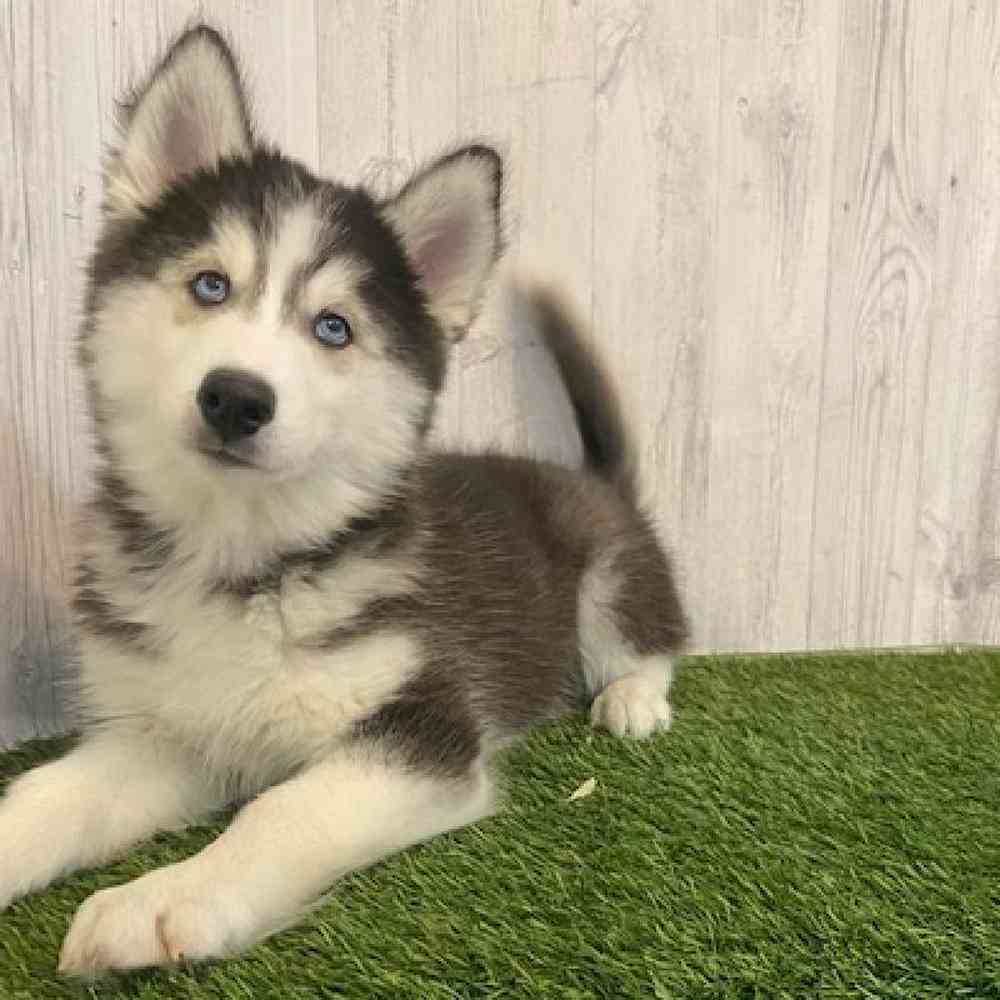 Male Siberian Husky Puppy for sale