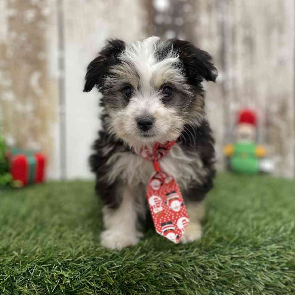 Male Aussiechon Puppy for Sale in Braintree, MA
