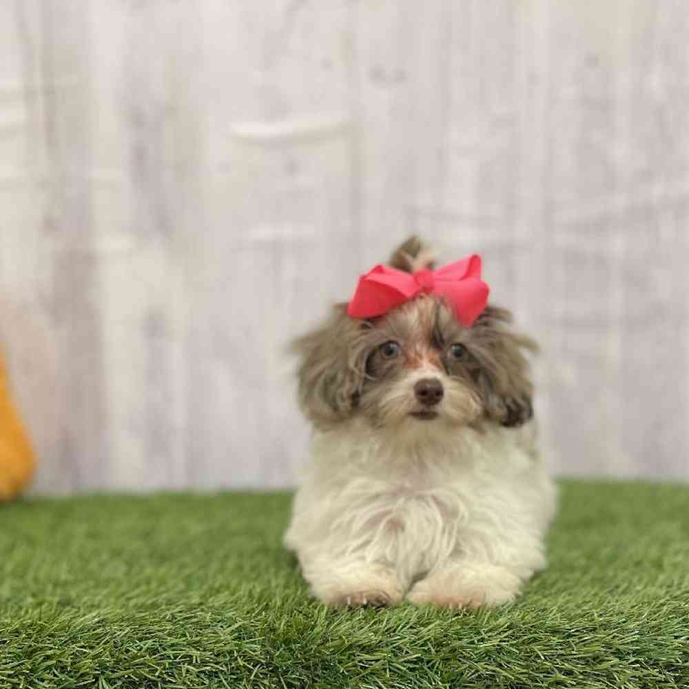Female Havapoo Puppy for Sale in Braintree, MA