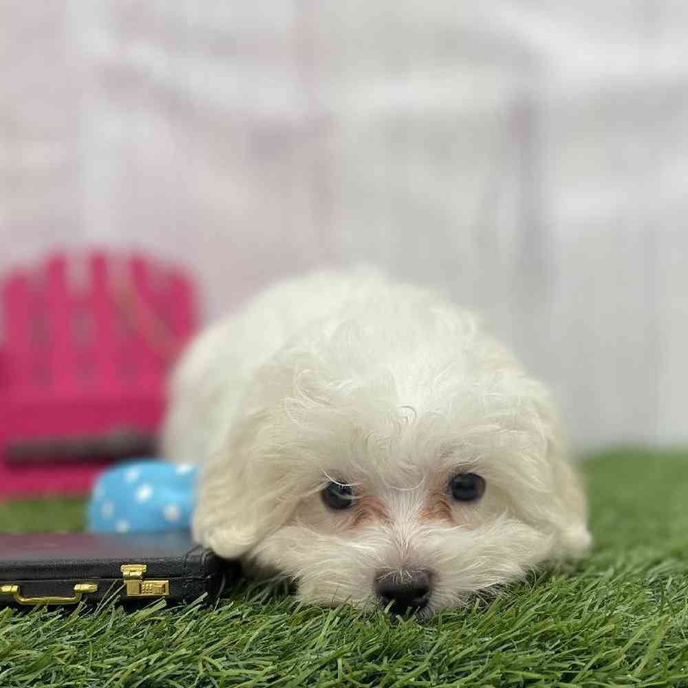 Male Malti-Poo Puppy for Sale in Braintree, MA