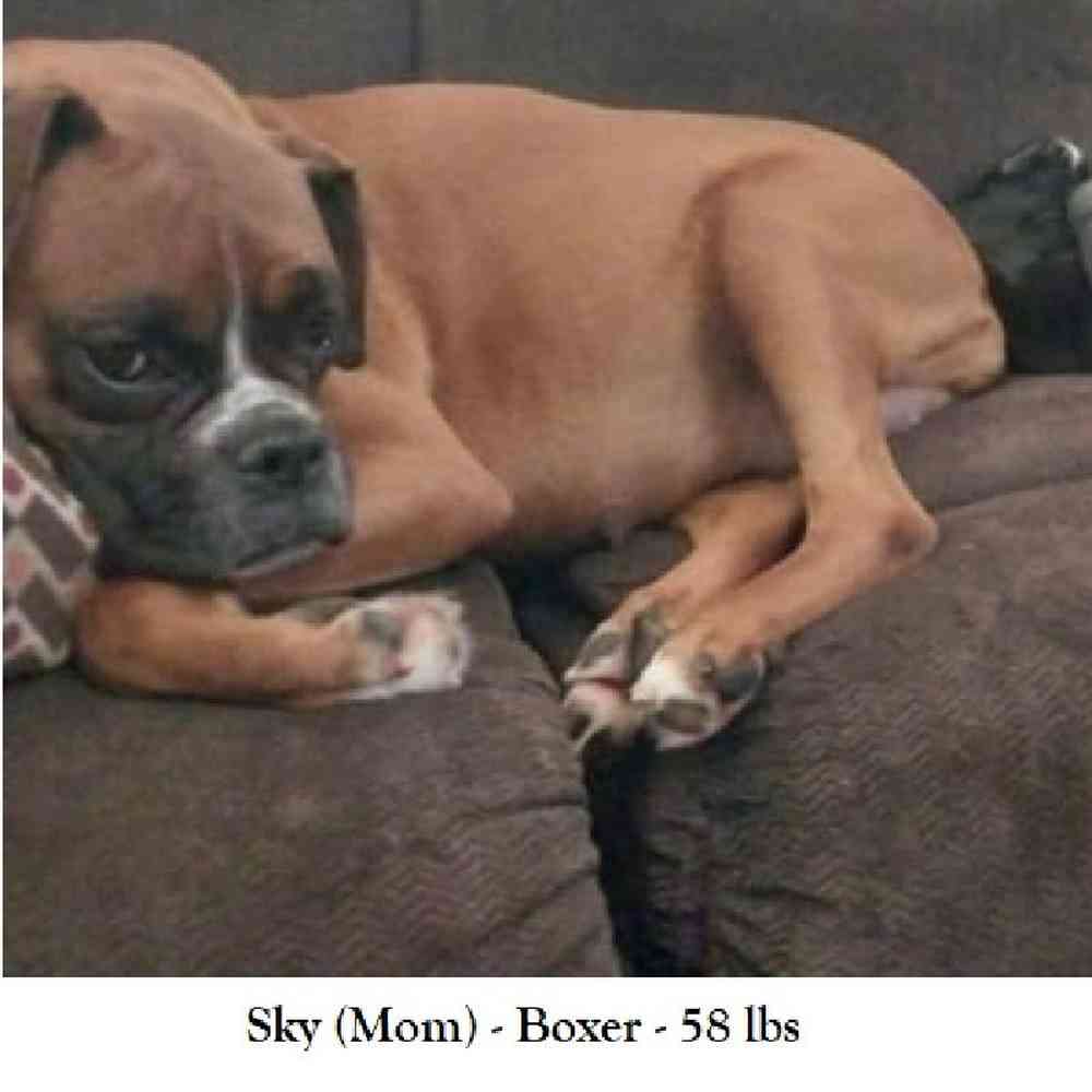 Male Boxer Puppy for Sale in Saugus, MA