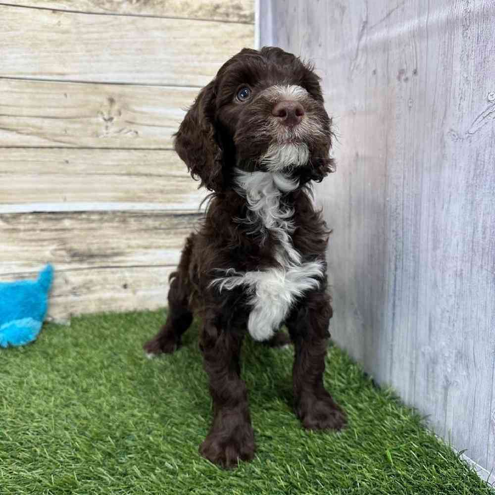 Male Mini Labradoodle 2nd Gen Puppy for Sale in Saugus, MA