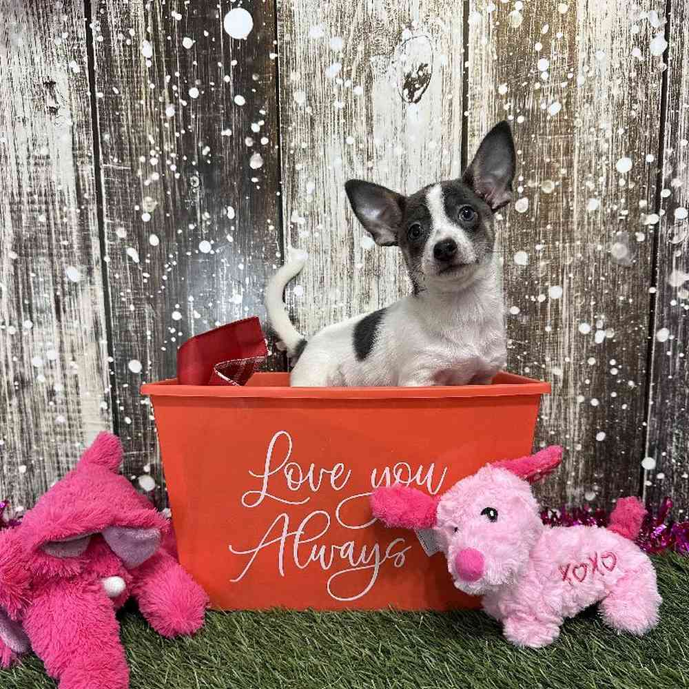 Female Chihuahua Puppy for Sale in Saugus, MA