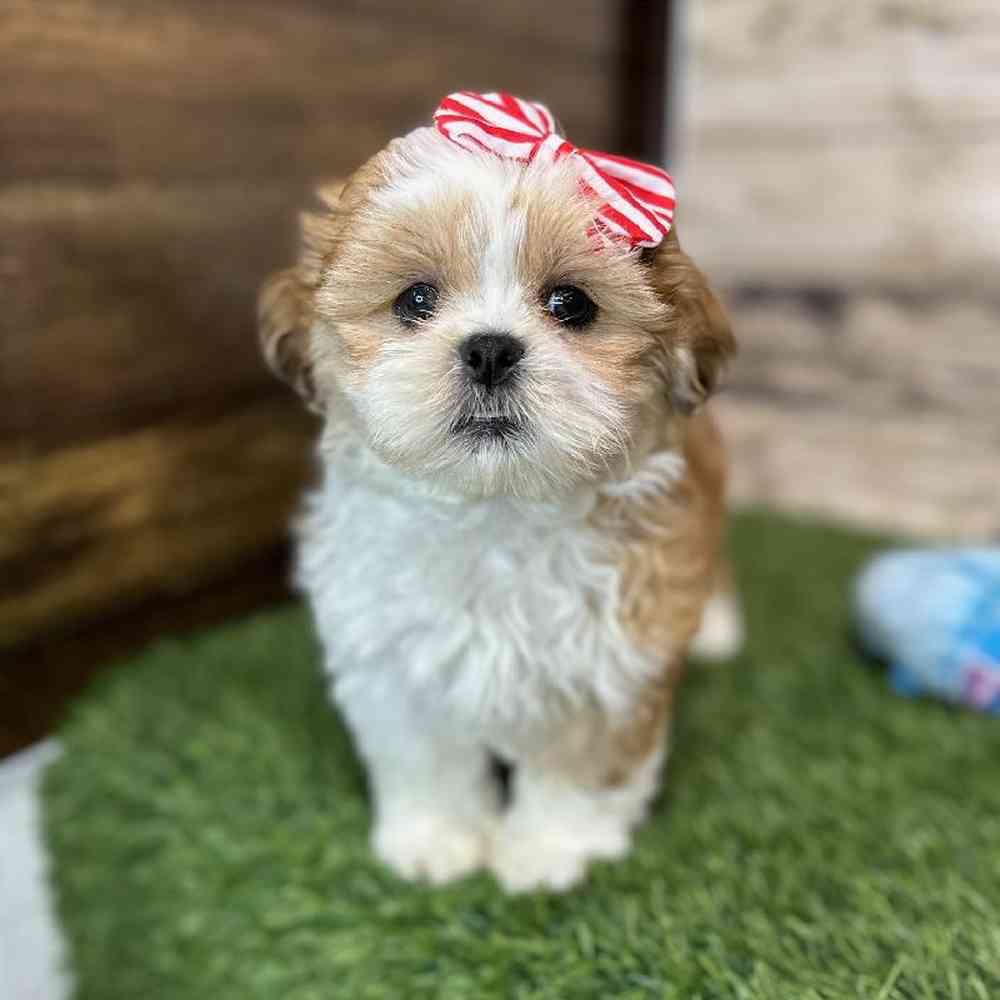 Female Shih Tzu Puppy for Sale in Saugus, MA