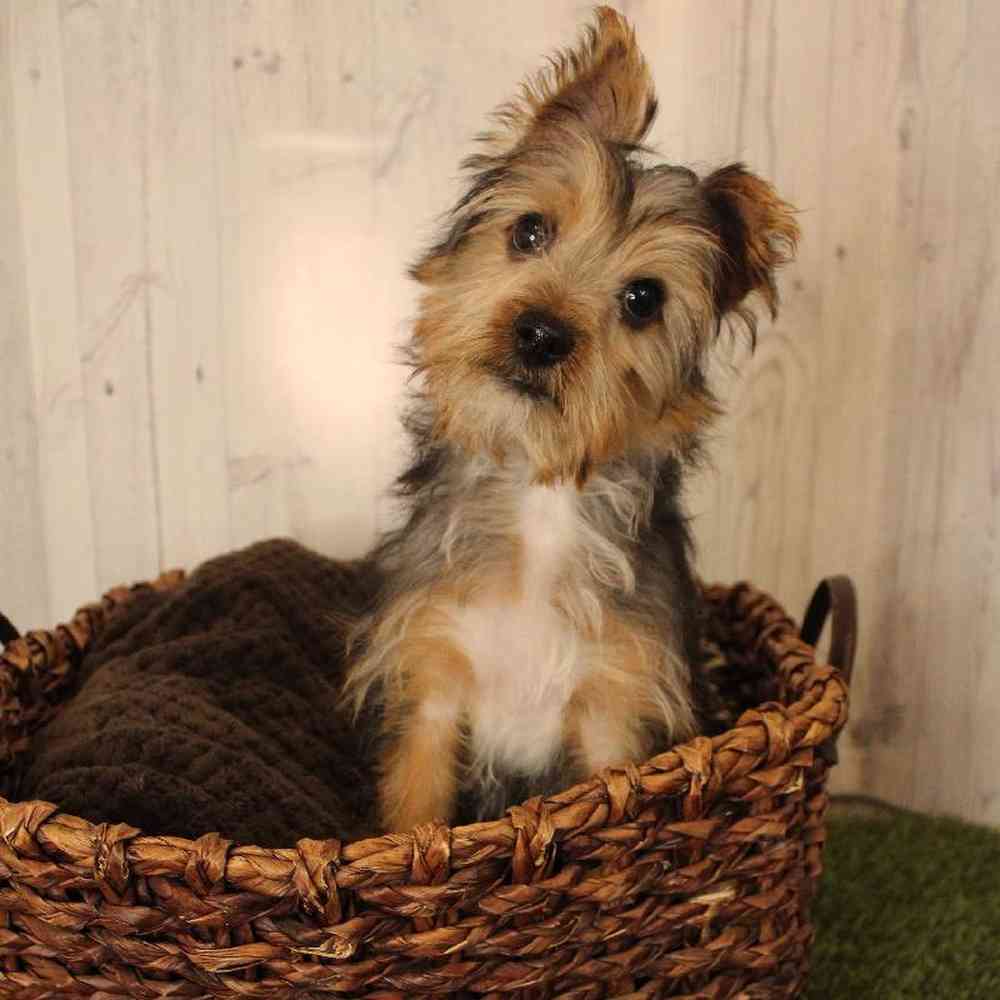 Male Yorkshire Terrier Puppy for Sale in Saugus, MA