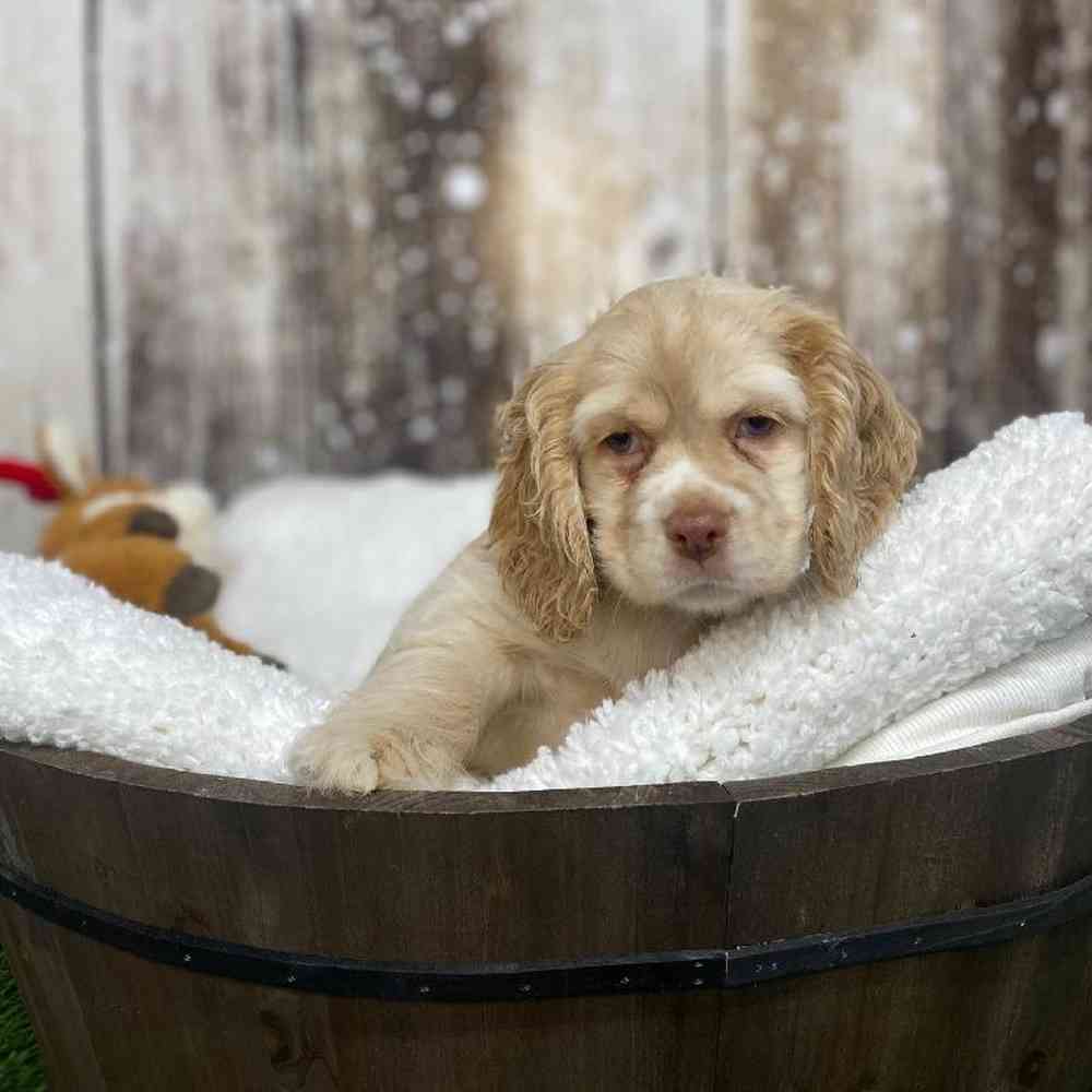 Female Cocker Spaniel Puppy for Sale in Saugus, MA