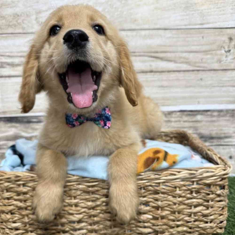 Male Golden Retriever Puppy for Sale in Saugus, MA