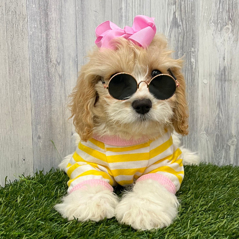 Female Cavachon Puppy for Sale in Braintree, MA