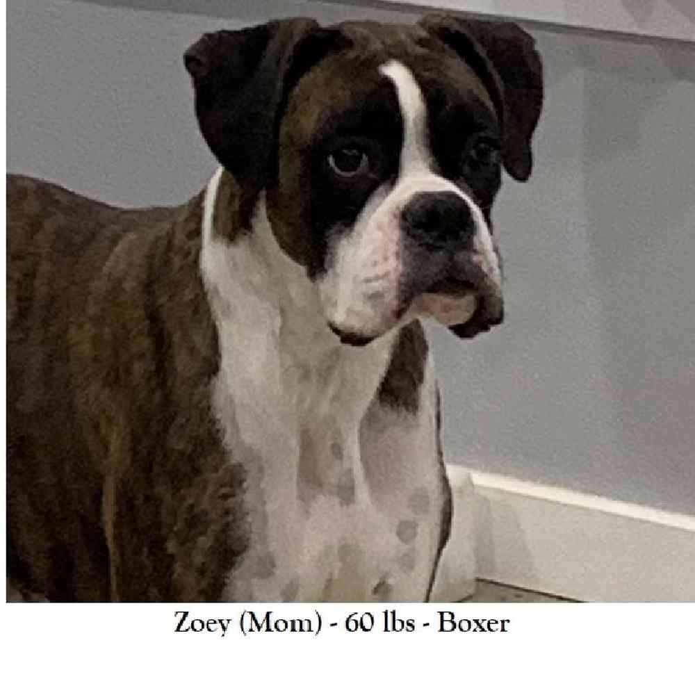 Female Boxer Puppy for Sale in Saugus, MA