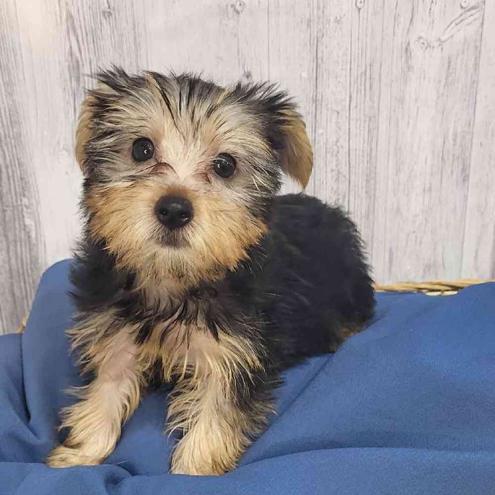Male Yorkshire Terrier Puppy for Sale in Saugus, MA