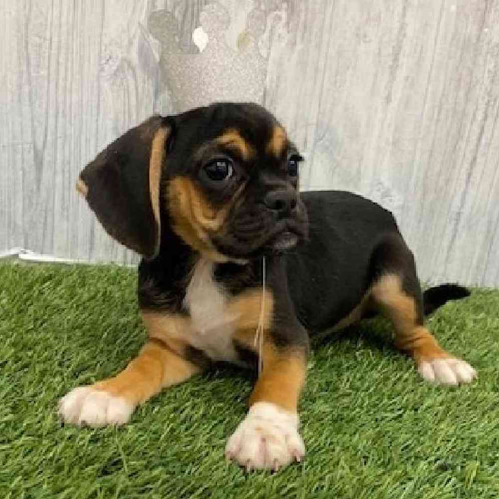 Female Puggle Puppy for Sale in Braintree, MA