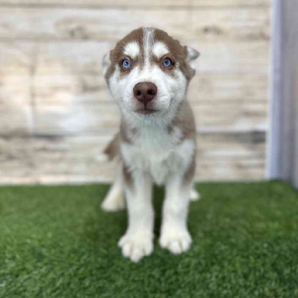 Male Siberian Husky Puppy for Sale in Braintree, MA