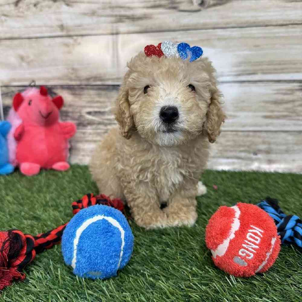 Female Poodle (MINI) Puppy for Sale in Saugus, MA