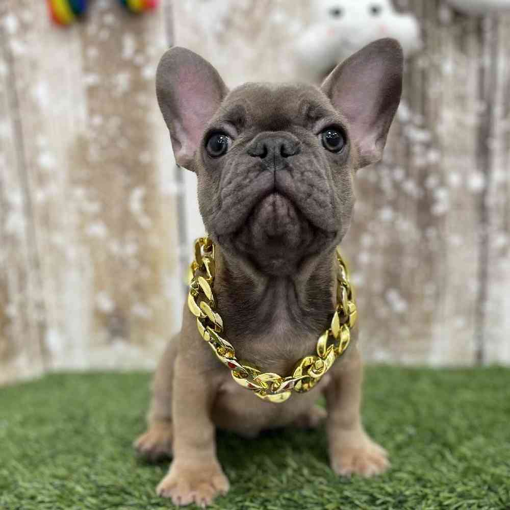 Male French Bulldog Puppy for Sale in Braintree, MA