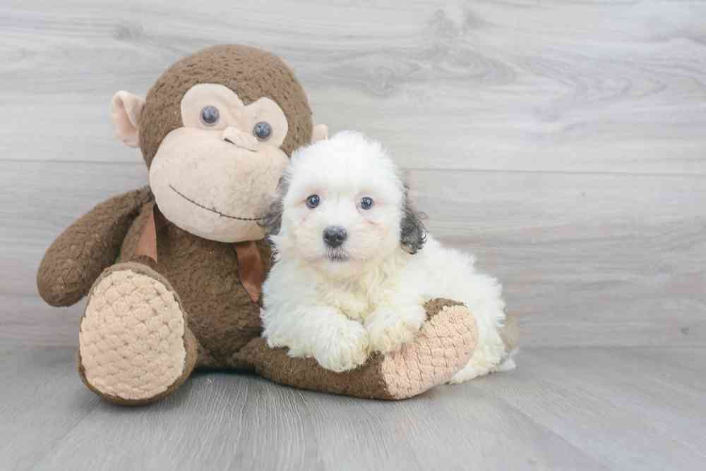 havanese-farrah-4828242120114070.jpg
