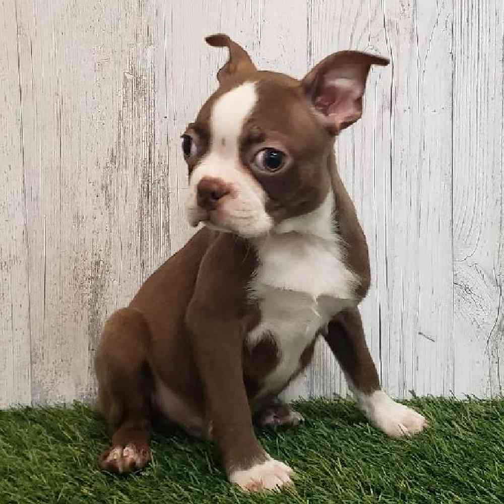 Male Boston Terrier Puppy for sale