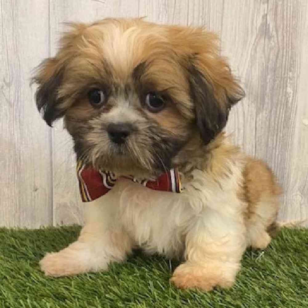 Male Shih Tzu Puppy for sale
