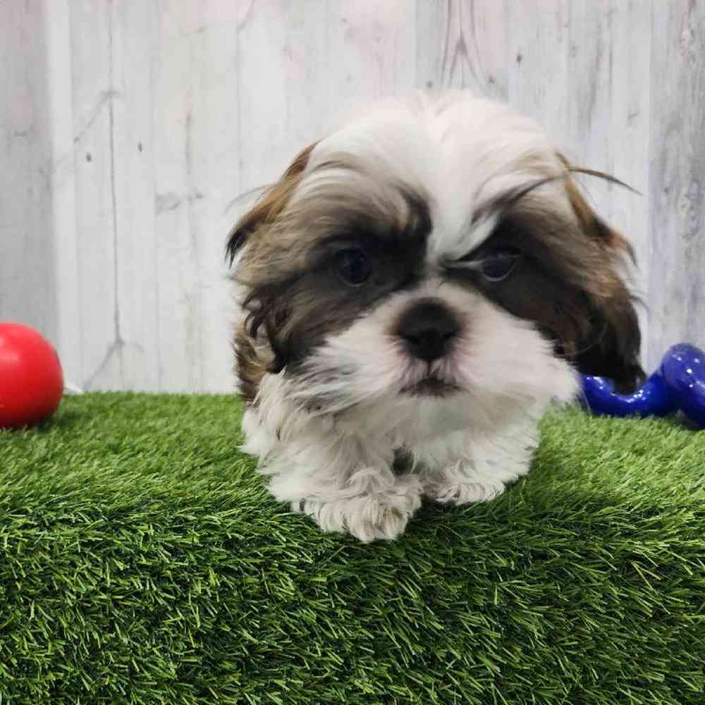 Male Shih Tzu Puppy for Sale in Braintree, MA