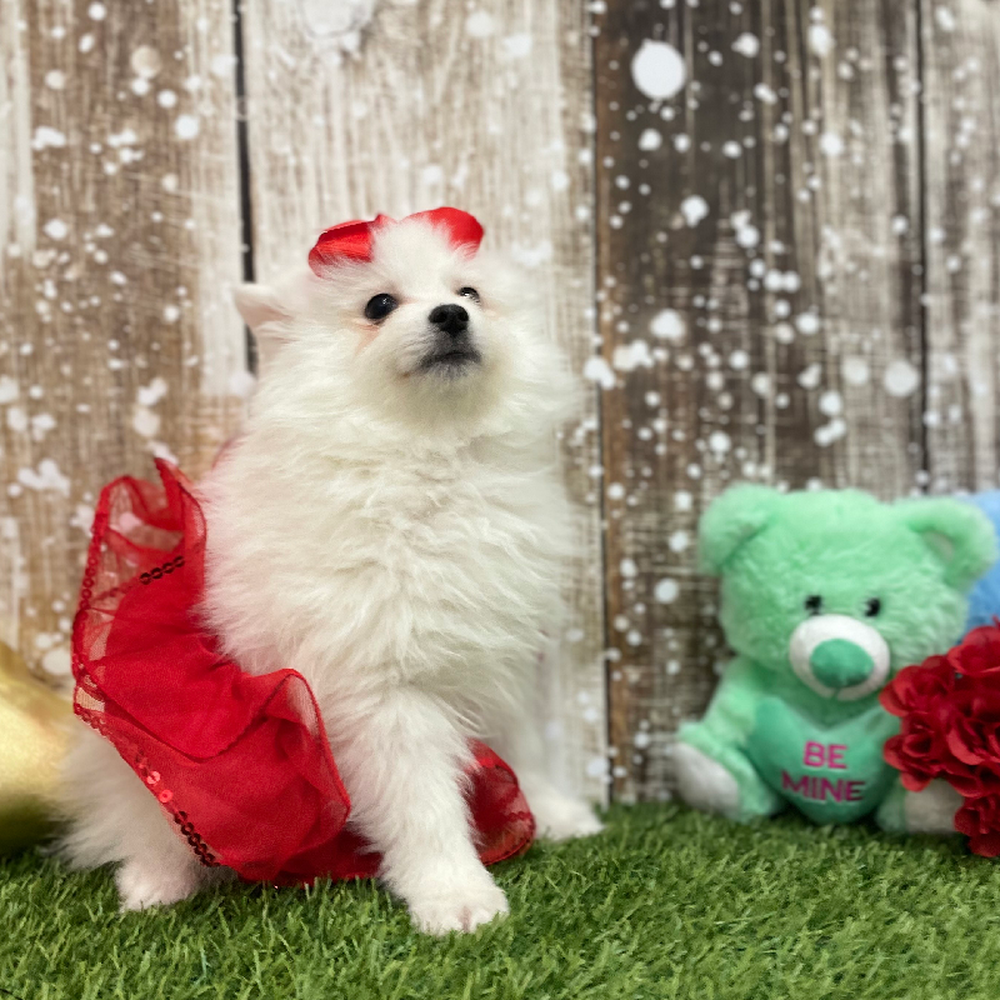 Female American Eskimo Puppy for Sale in Braintree, MA