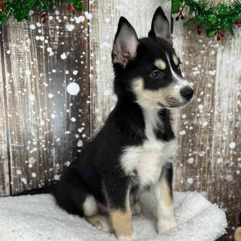 Female Australian Husky Puppy for Sale in Saugus, MA