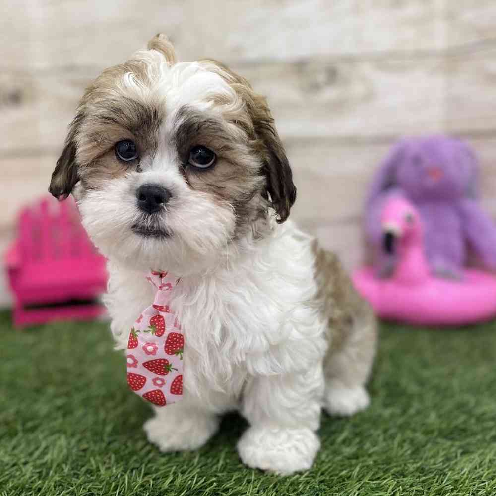 Male Teddy Bear (Zuchon) 2nd Gen Puppy for Sale in Braintree, MA
