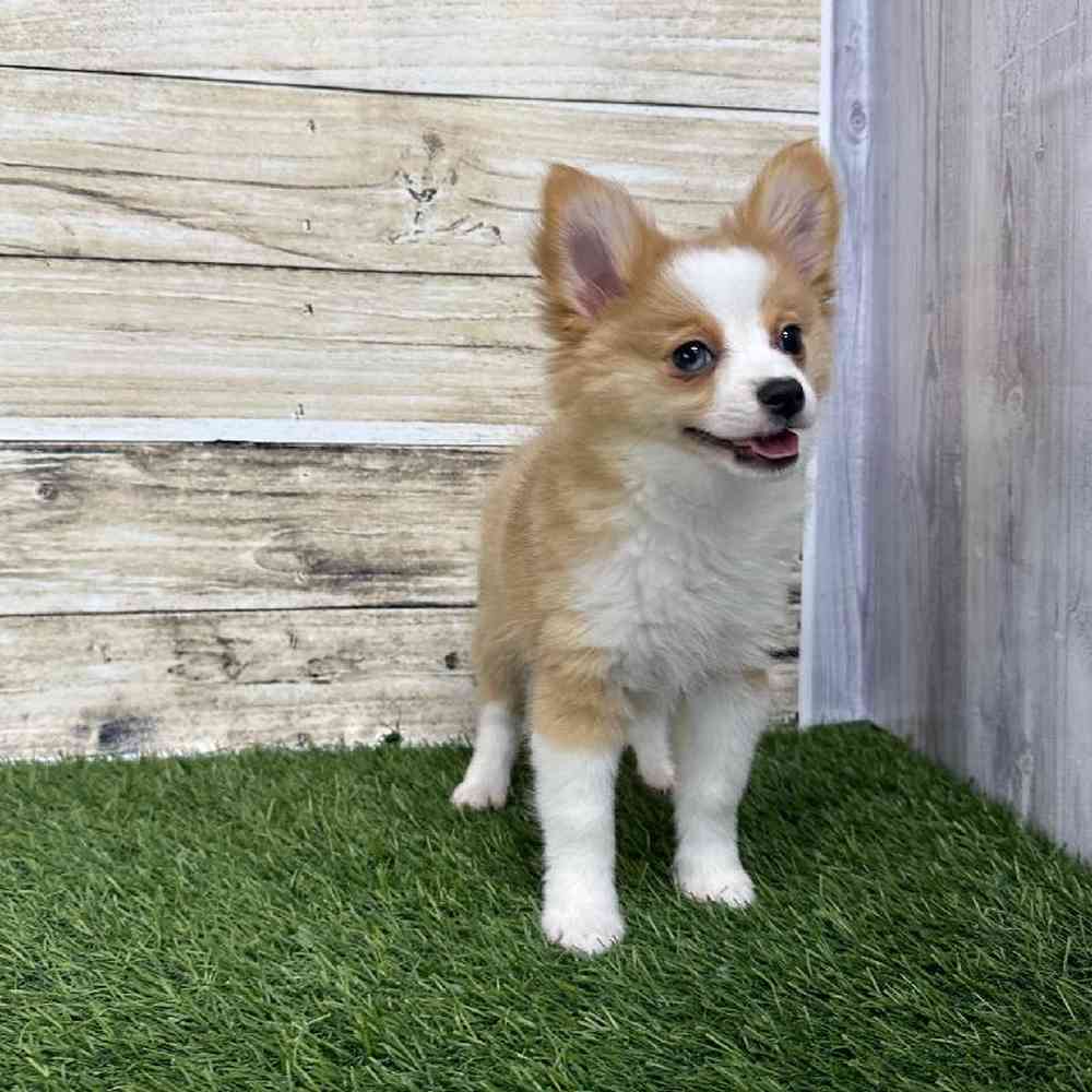 Female Aussie Pom Puppy for Sale in Saugus, MA