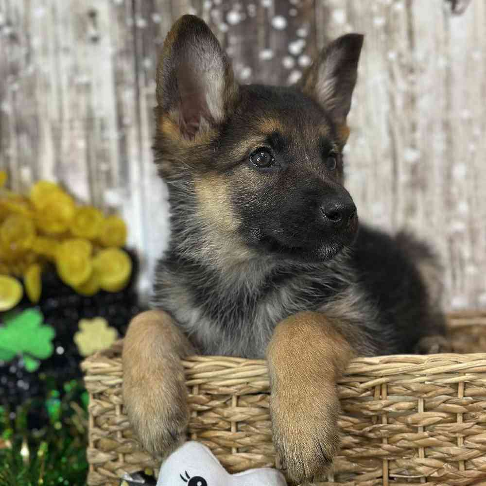 Female German Shepherd Dog Puppy for Sale in Saugus, MA