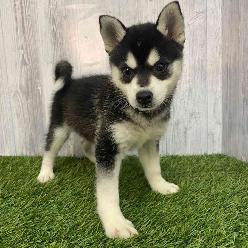 Female Alaskan Klee Kai Puppy for Sale in Saugus, MA