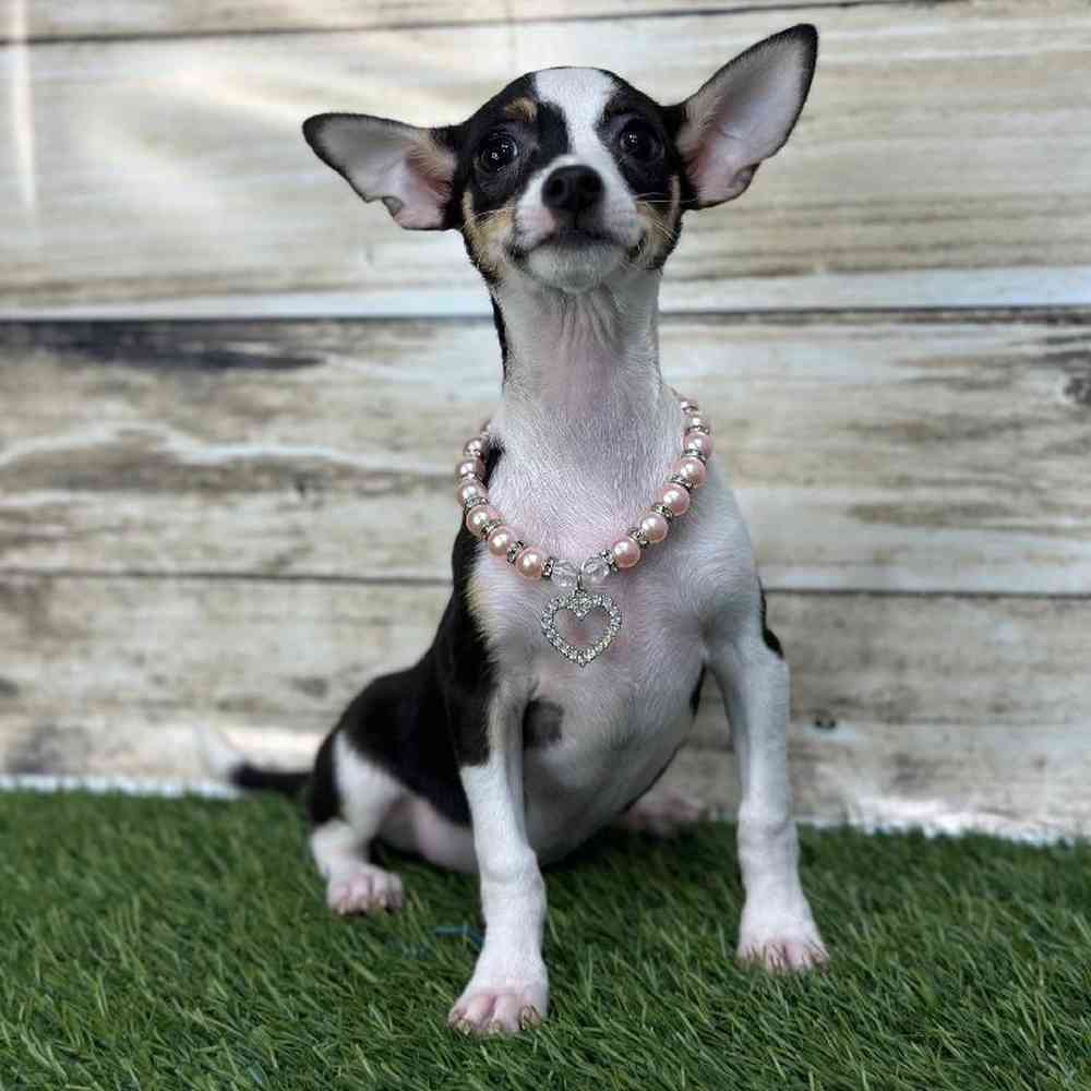 Female Chihuahua Puppy for Sale in Saugus, MA