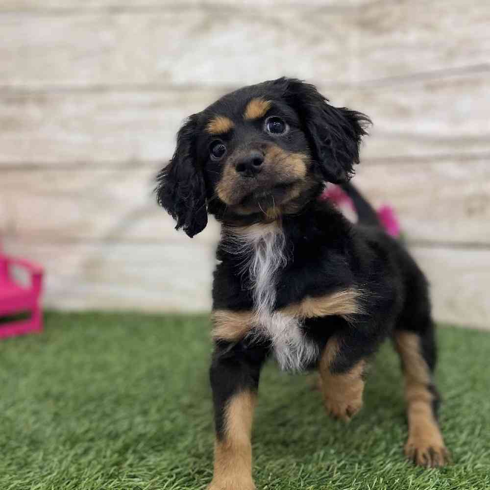 Female Cotralian (Mini Aussie/Cocker Spaniel) Puppy for Sale in Braintree, MA