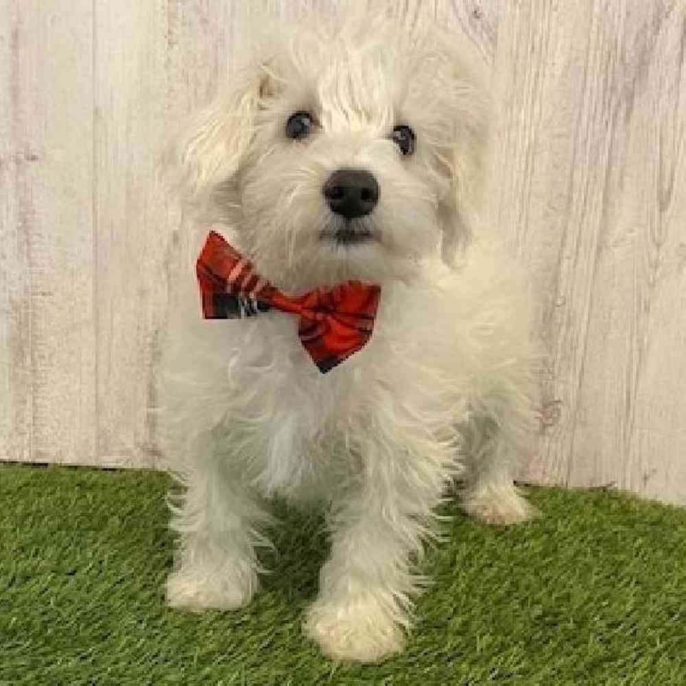 Male Chonzer (Bichon/Min Schnauzer) Puppy for Sale in Saugus, MA
