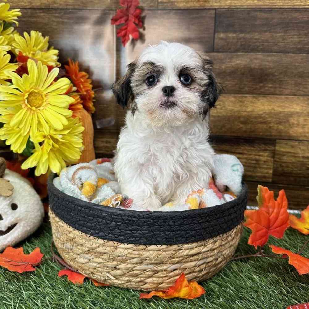Female Shih Tzu Puppy for Sale in Saugus, MA