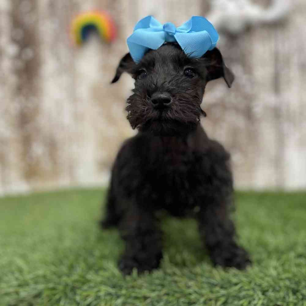 Female Miniature Schnauzer Puppy for Sale in Braintree, MA