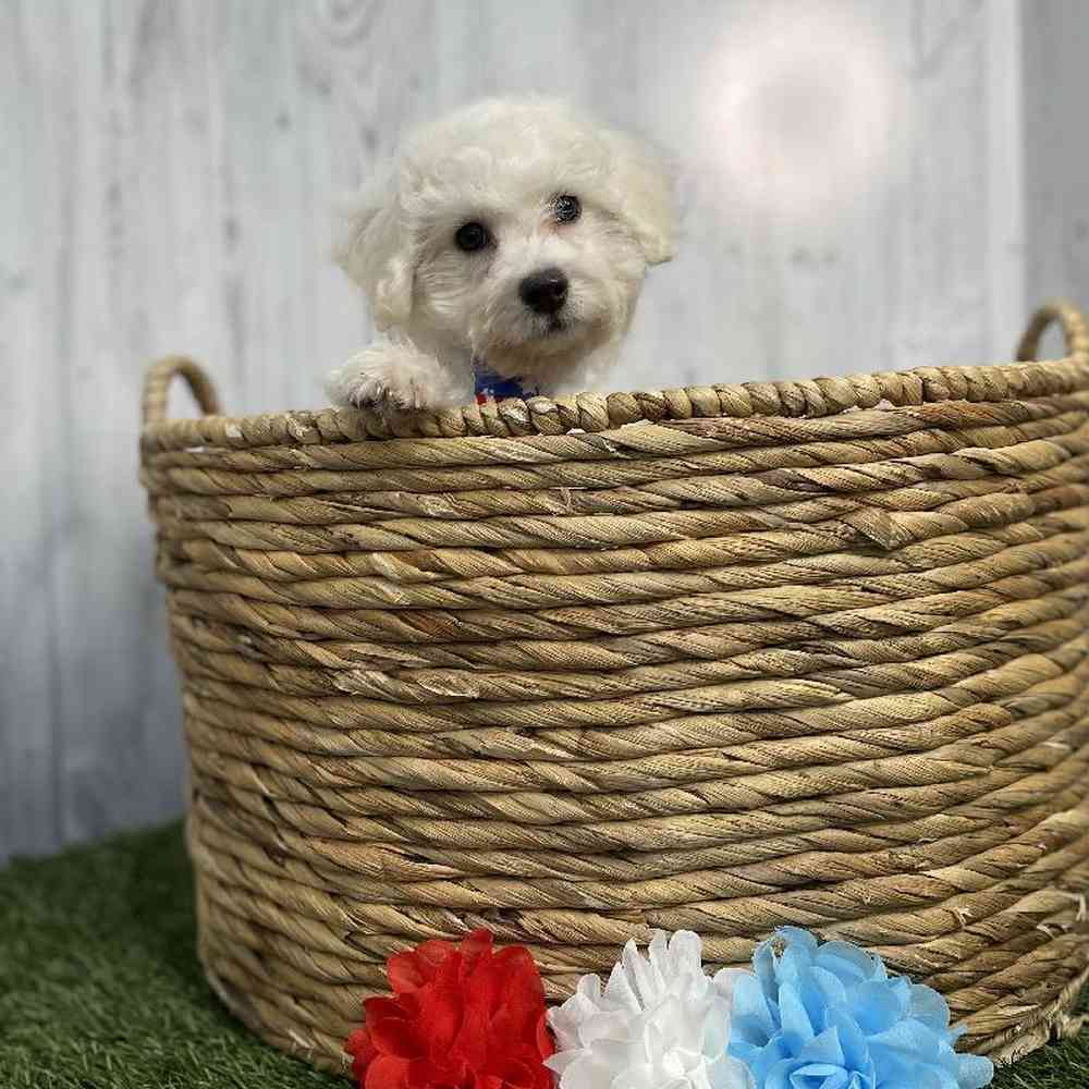Male Bichon Frise Puppy for sale