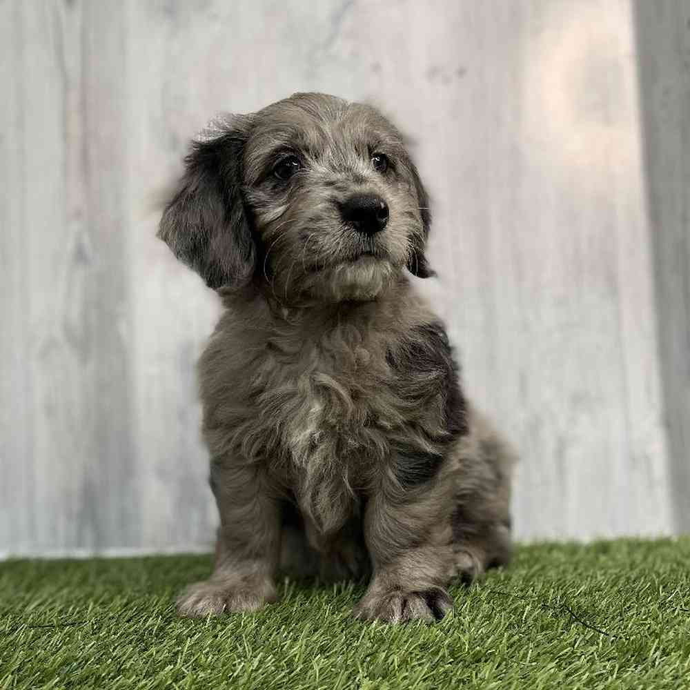 Male Mini Goldendoodle Puppy for sale
