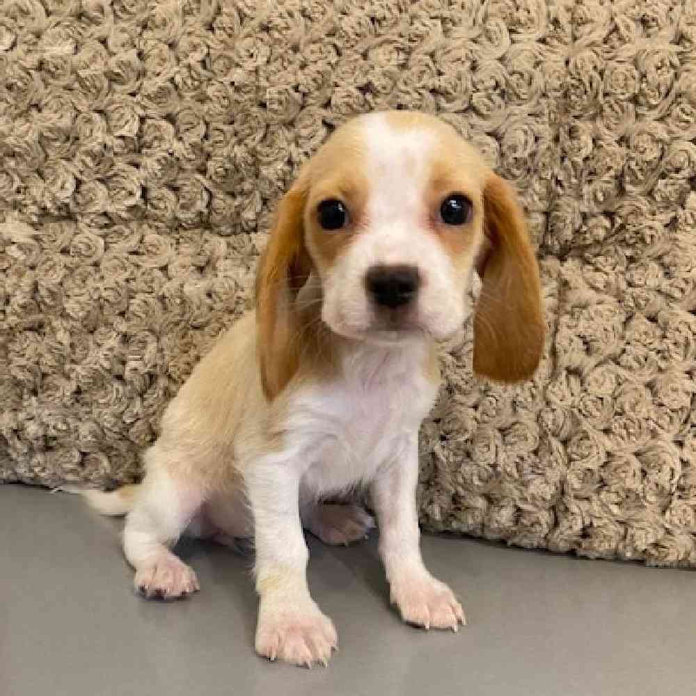 Female Beaglier Puppy for sale