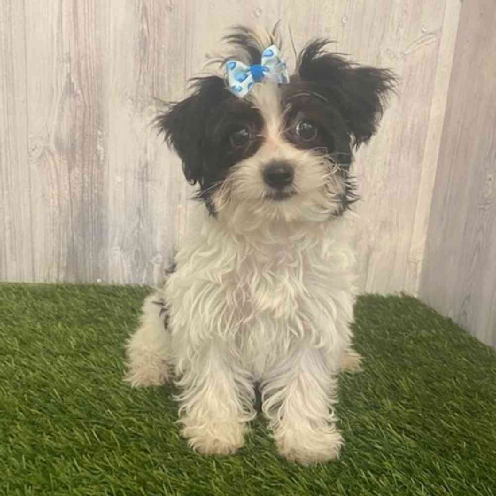 Female Yorkie-Poo Puppy for sale