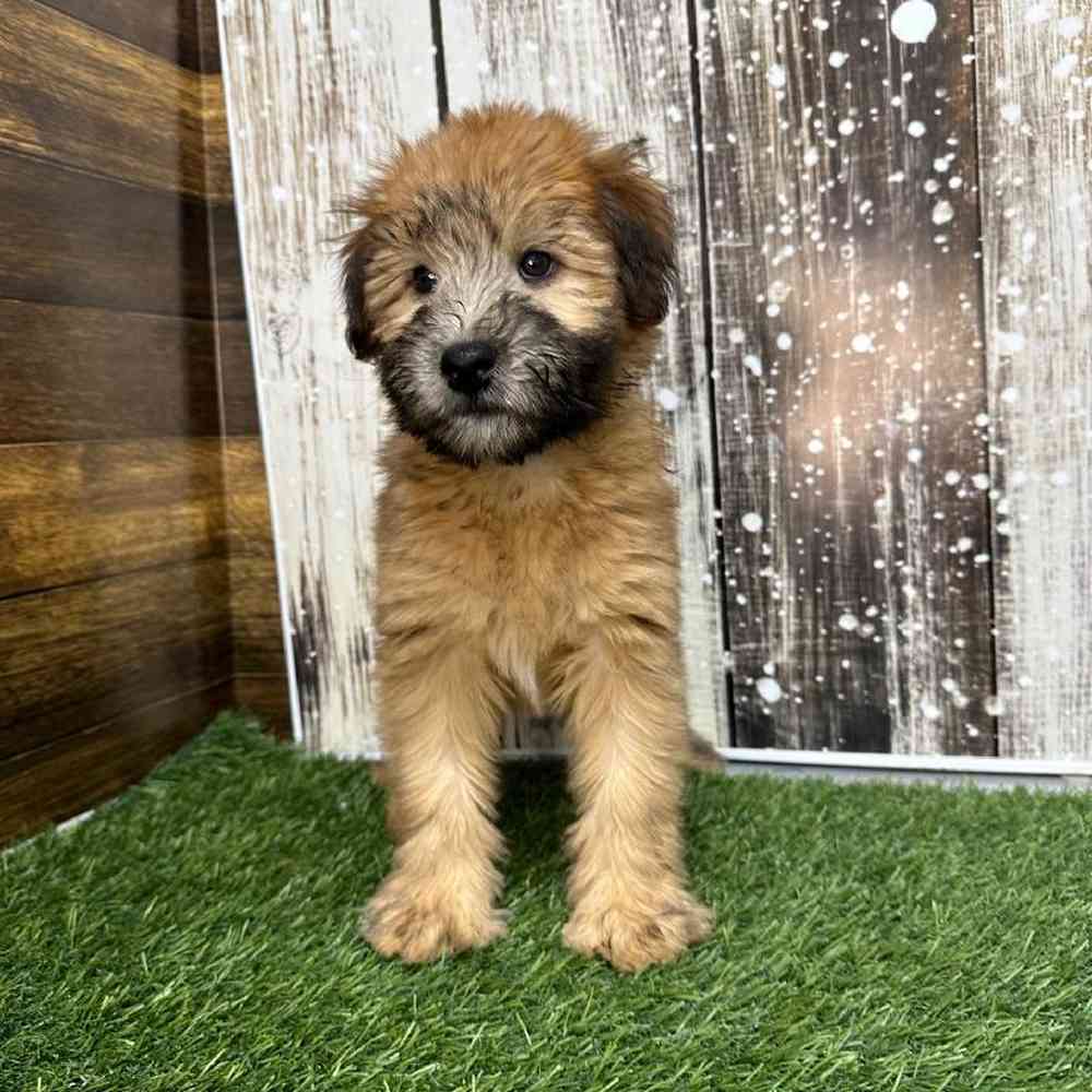 Female Soft Coated Wheaten Terrier Puppy for Sale in Saugus, MA