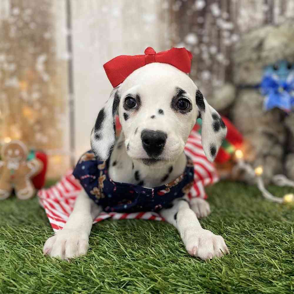 Female Dalmatian Puppy for Sale in Braintree, MA