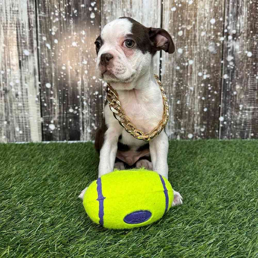 Male Boston Terrier Puppy for Sale in Saugus, MA