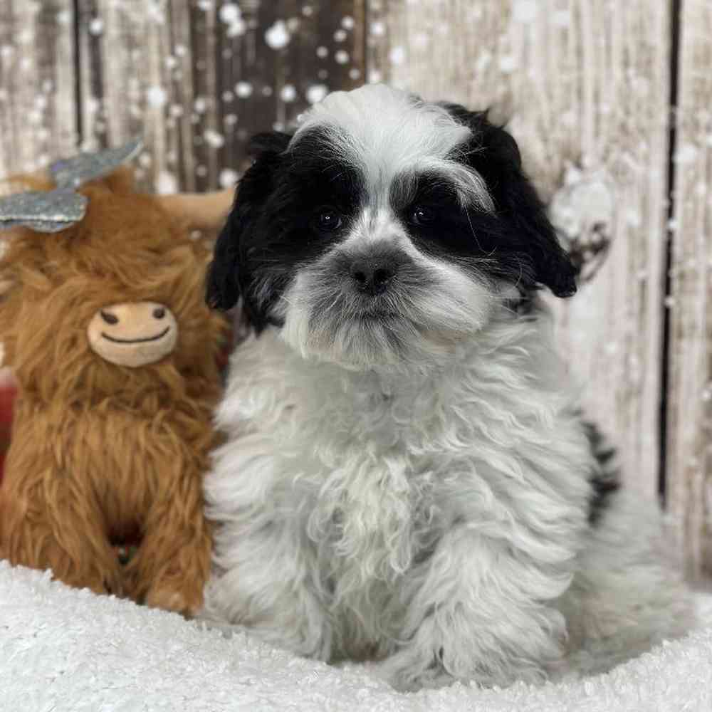 Male Teddy Bear (Zuchon) Puppy for Sale in Saugus, MA