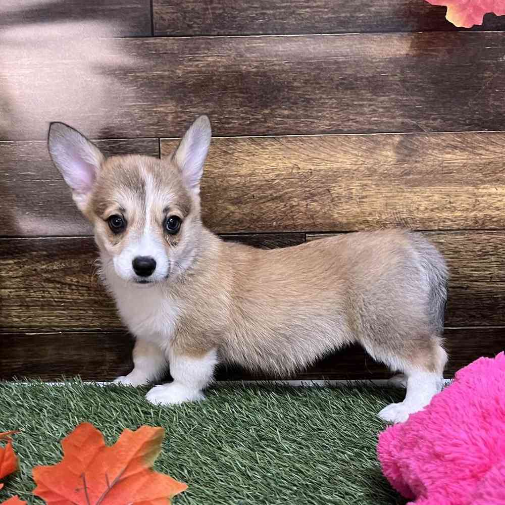 Female Pembroke Welsh Corgi Puppy for Sale in Saugus, MA