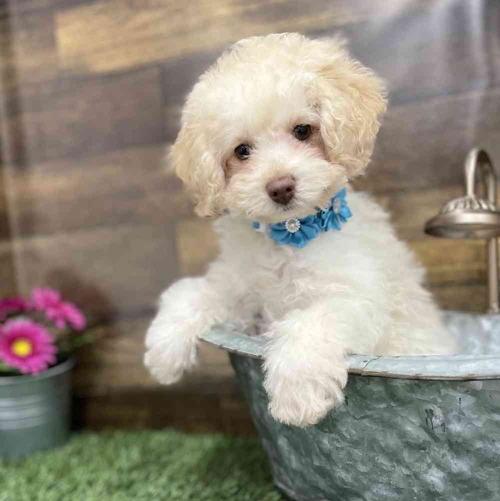 Female Cockapoo 2nd Gen Puppy for Sale in Braintree, MA