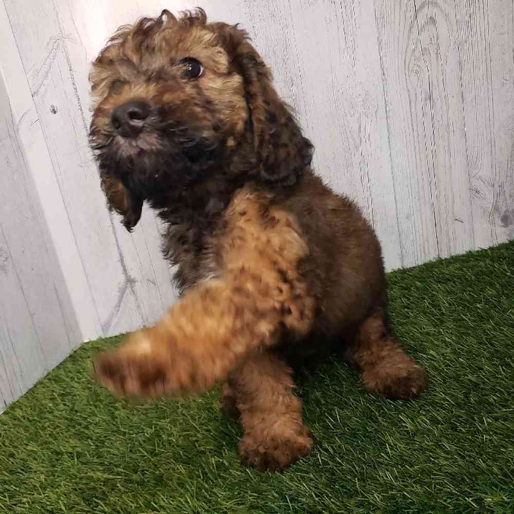 Male Mini Goldendoodle 2nd Gen Puppy for sale