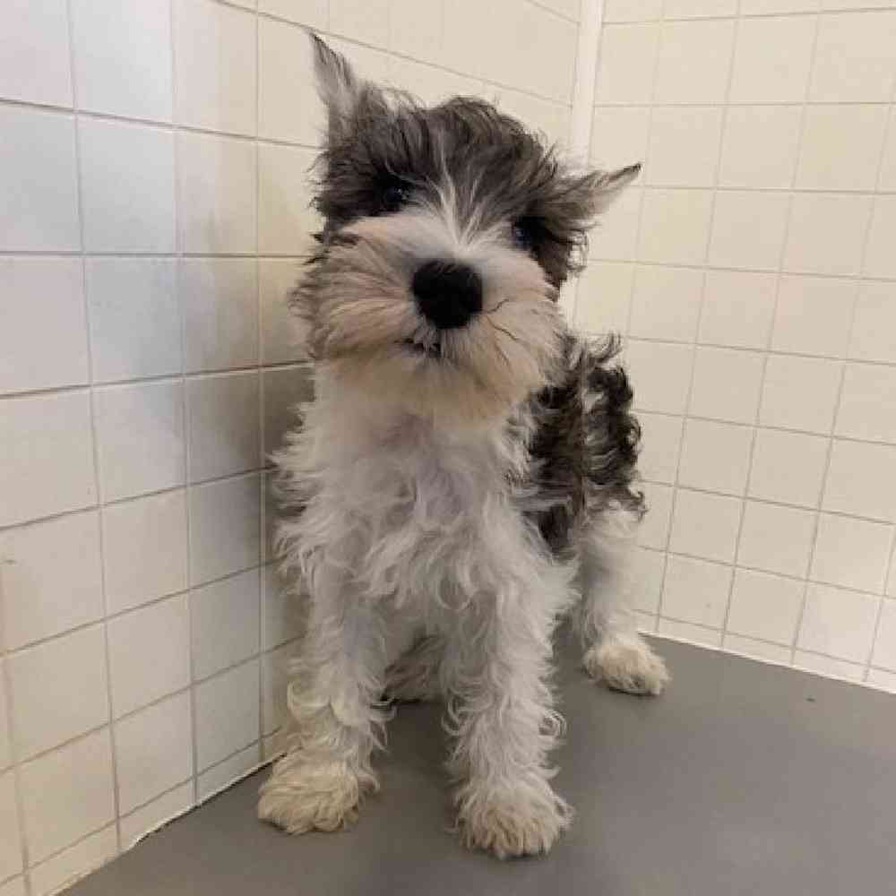 Male Miniature Schnauzer Puppy for sale