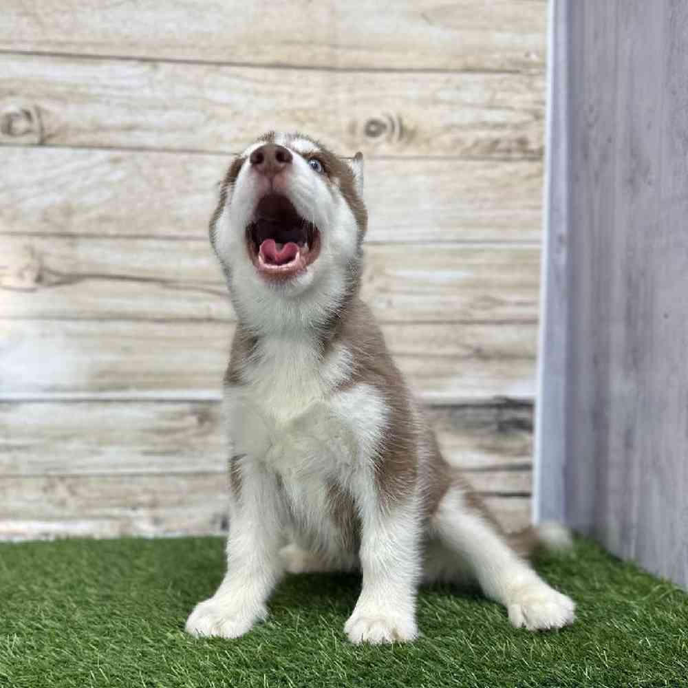Male Siberian Husky Puppy for Sale in Braintree, MA
