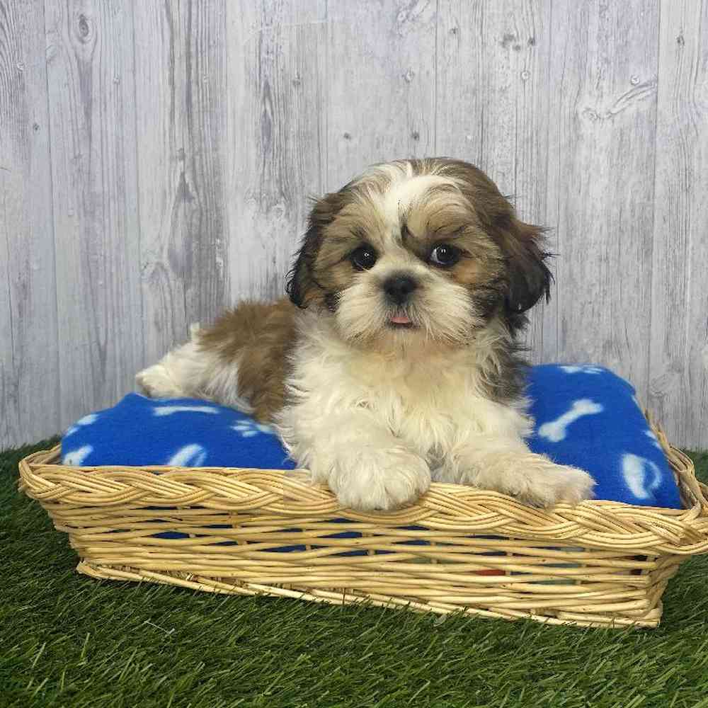 Female Shih-Apso Puppy for Sale in Saugus, MA