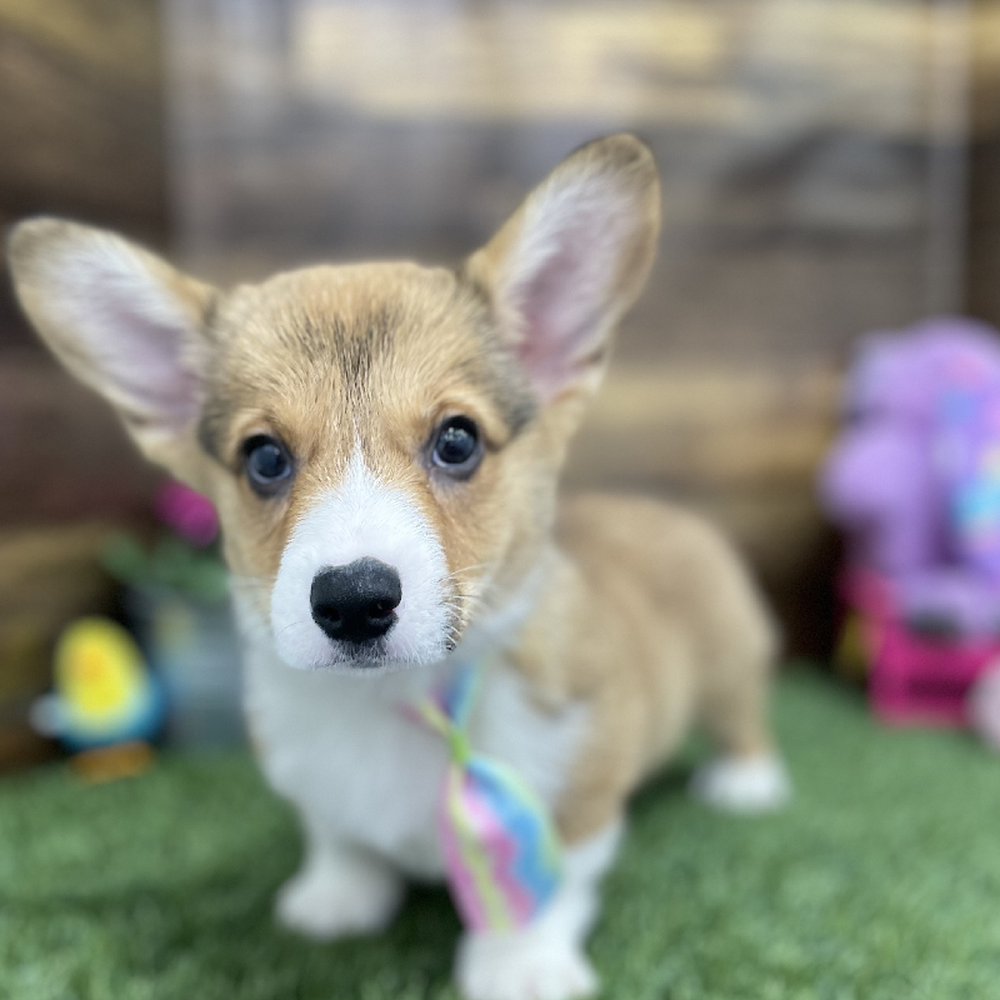 Male Pembroke Welsh Corgi Puppy for Sale in Braintree, MA