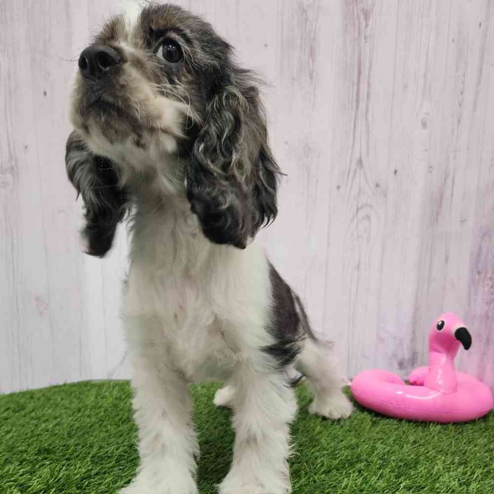 Female Cocker Spaniel Puppy for Sale in Braintree, MA