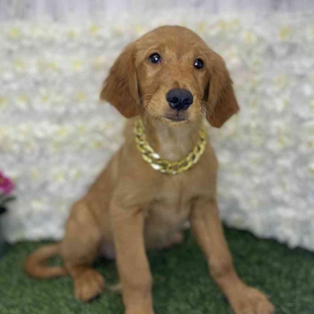 Male Golden Retriever Puppy for Sale in Braintree, MA